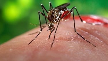 Liberarán mosquitos infectados con bacteria en Miami para combatir el zika
