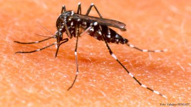 EE.UU. confirmó el primer caso de contagio de Zika por vía sexual